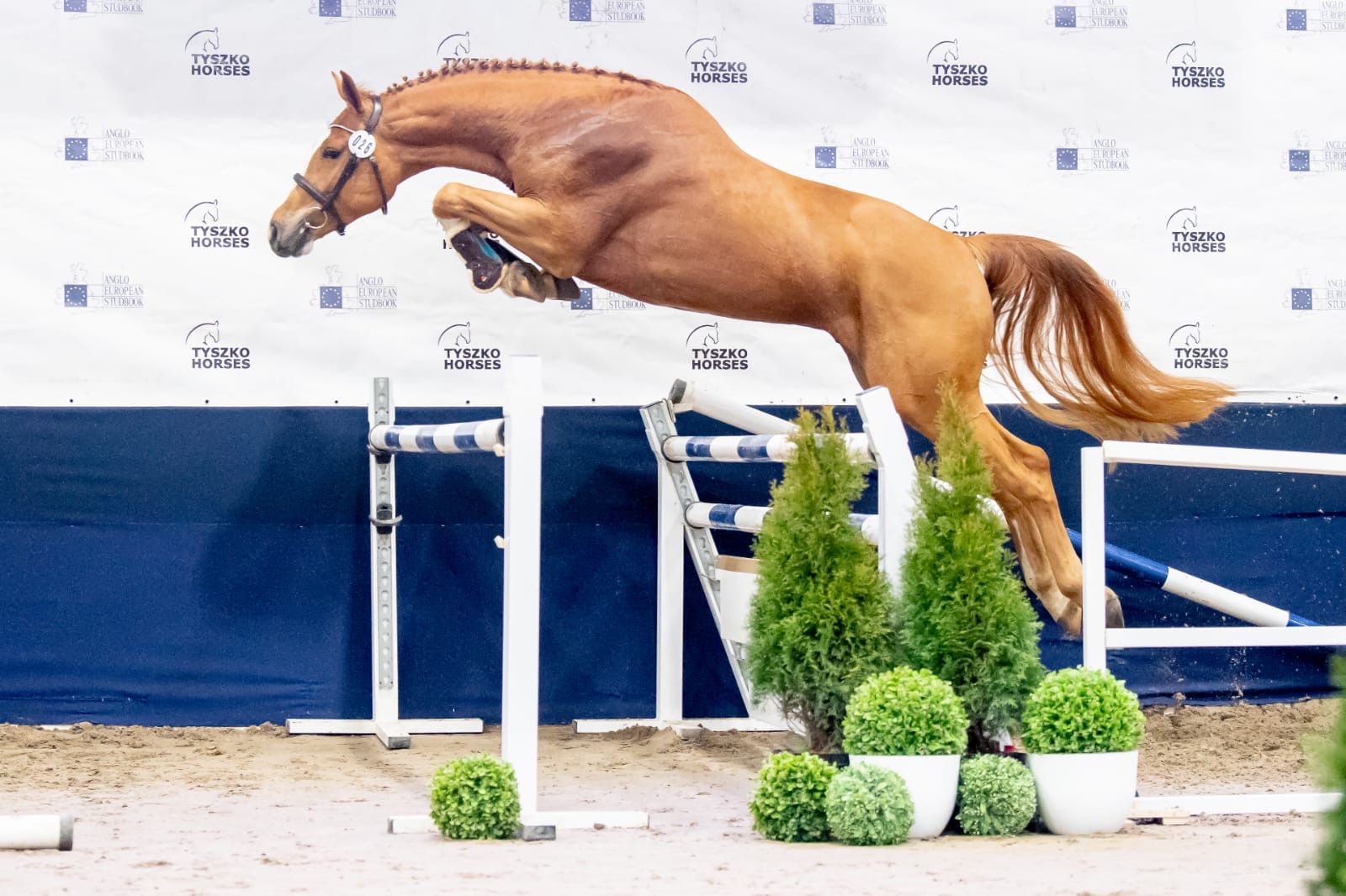 Ogier kasztanowy - Kościuszki TEAM