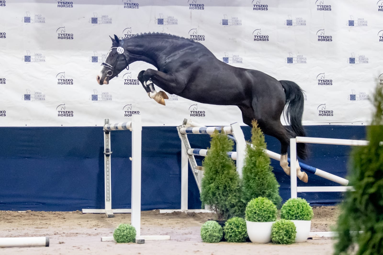 Ogier siwy - Kościuszki TEAM