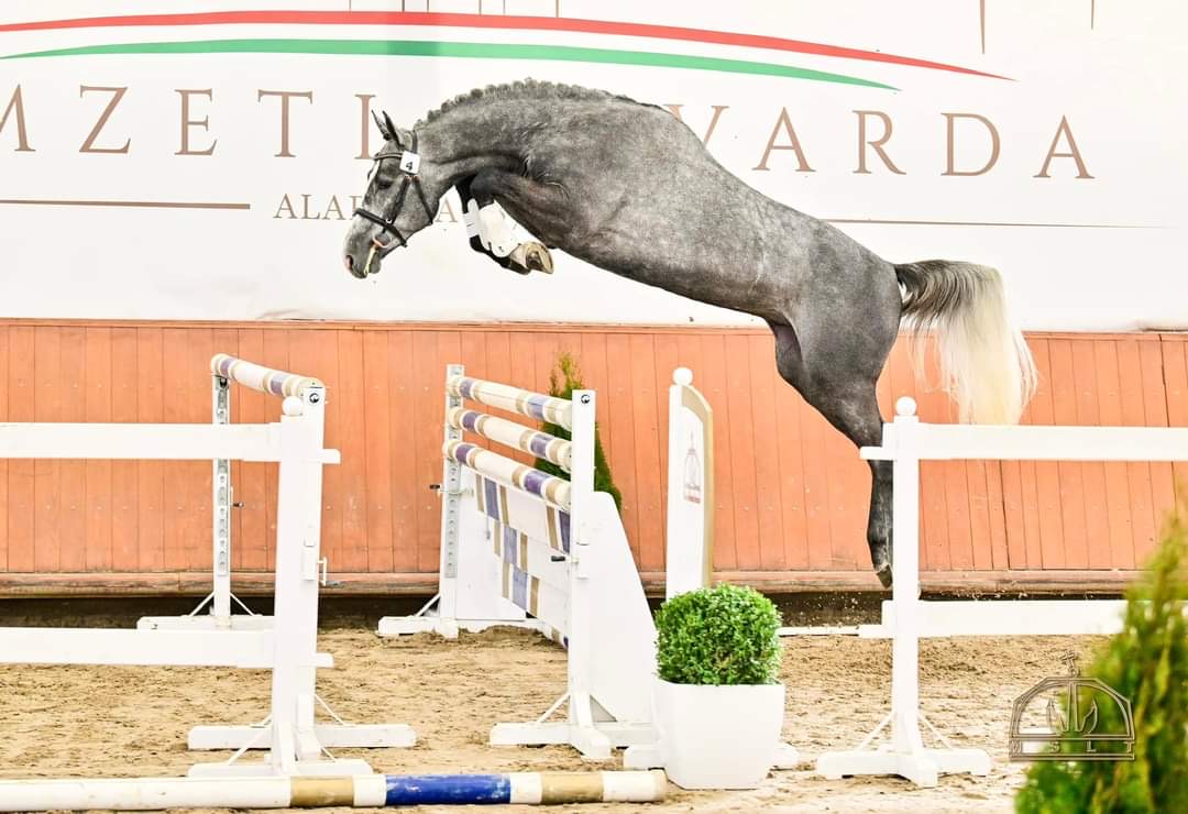 Ogier kary - Kościuszki TEAM