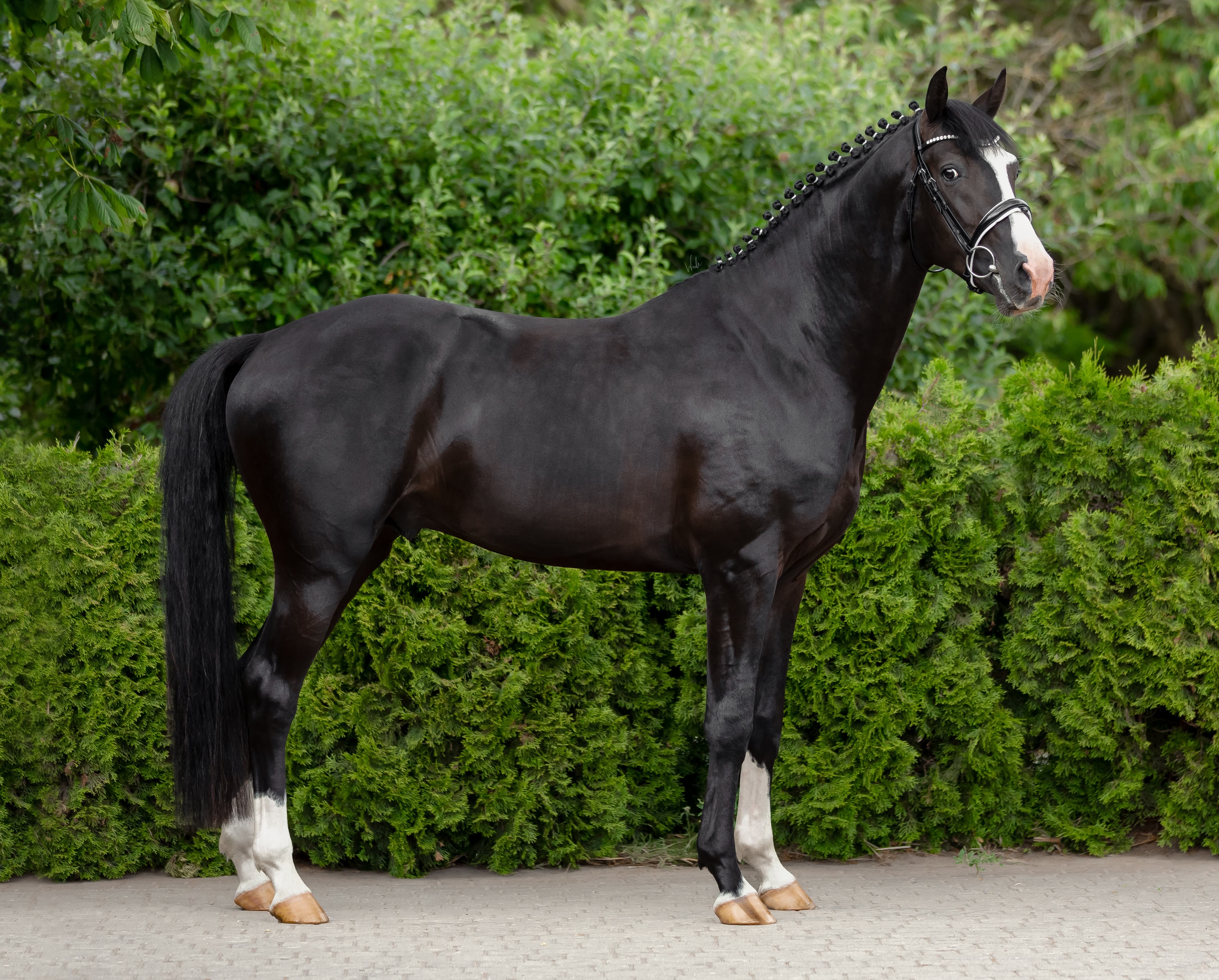 Tresor van't Molhem